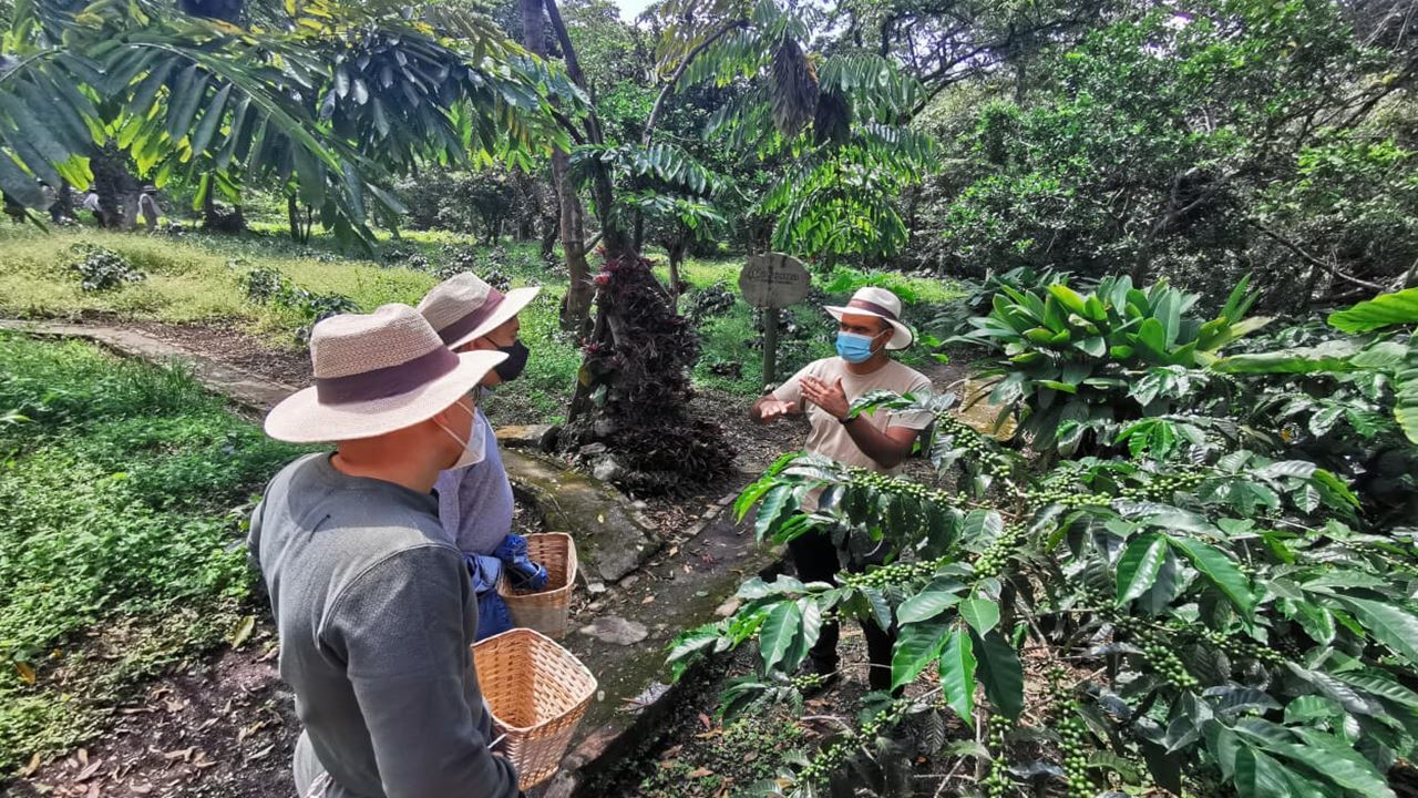 Tour Grupal A Finca Cafetera (3)