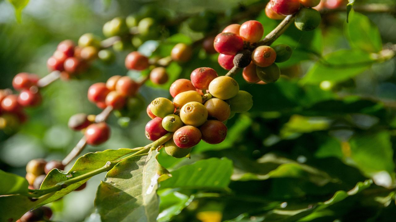 Tour Grupal A Finca Cafetera (5)