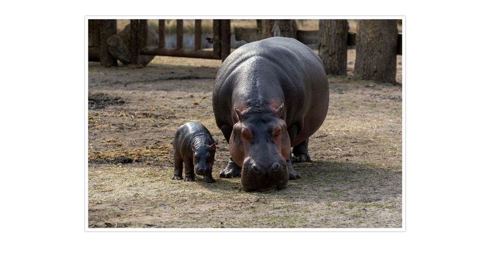 Tour Hacienda Nápoles foto 8