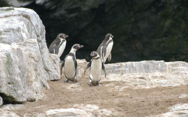 Damas Island Tour Penguin Watching foto 8