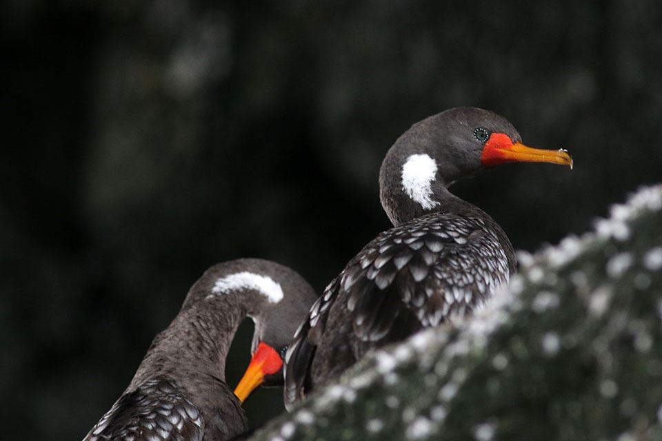 Damas Island Tour Penguin Watching foto 14
