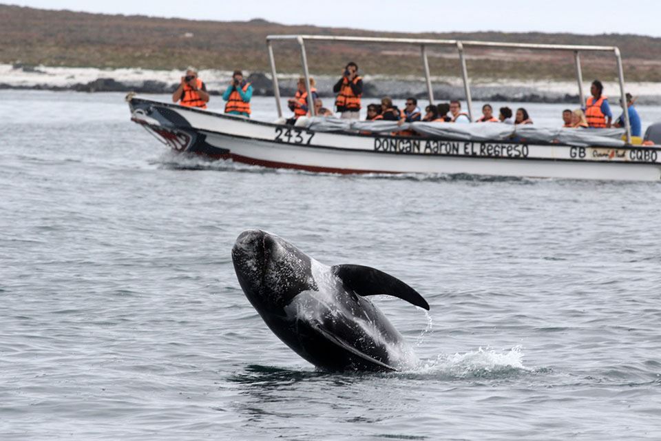 Damas Island Tour Penguin Watching foto 18