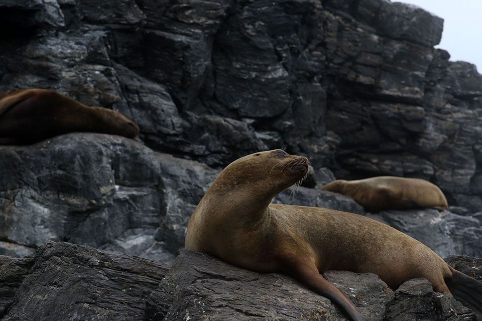 Damas Island Tour Penguin Watching foto 19