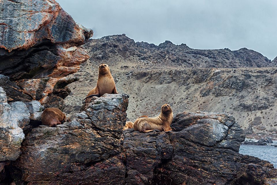 Damas Island Tour Penguin Watching foto 24