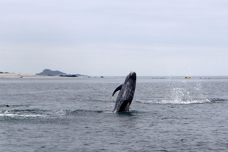 Damas Island Tour Penguin Watching foto 21