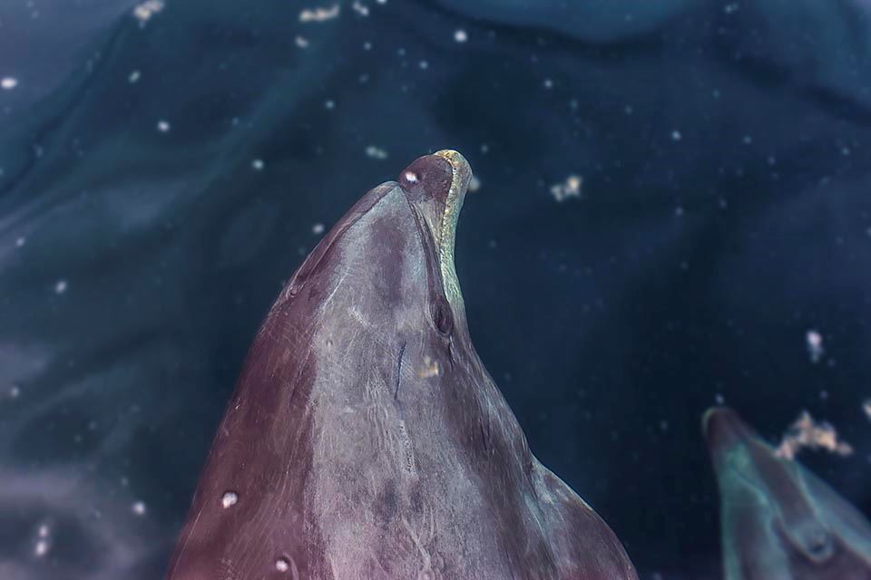 Damas Island Tour Penguin Watching foto 25