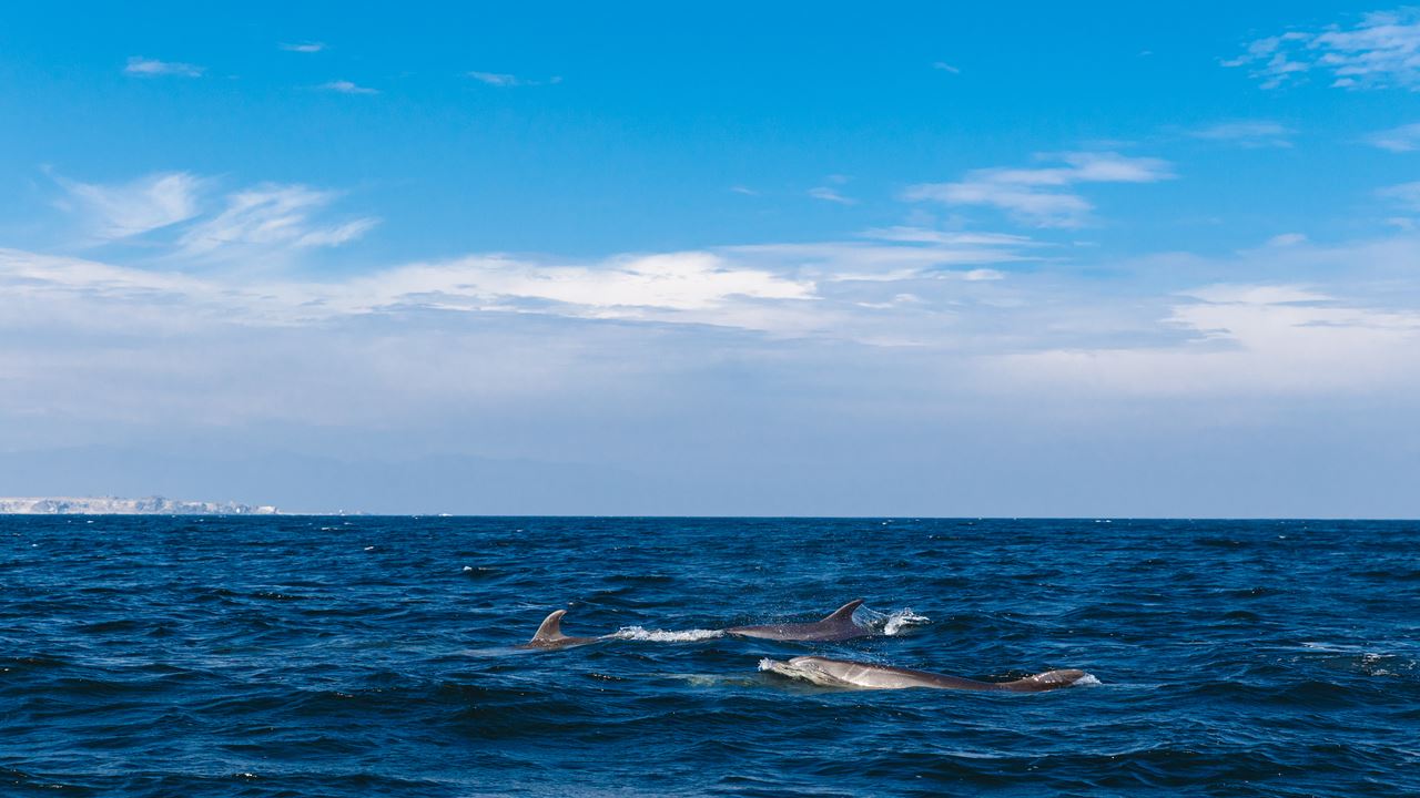 Damas Island Tour Penguin Watching foto 1