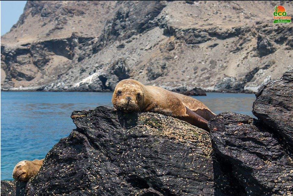 Damas Island Tour Penguin Watching foto 9