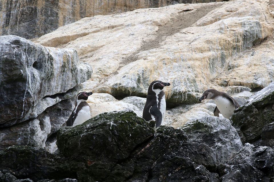 Damas Island Tour Penguin Watching foto 15