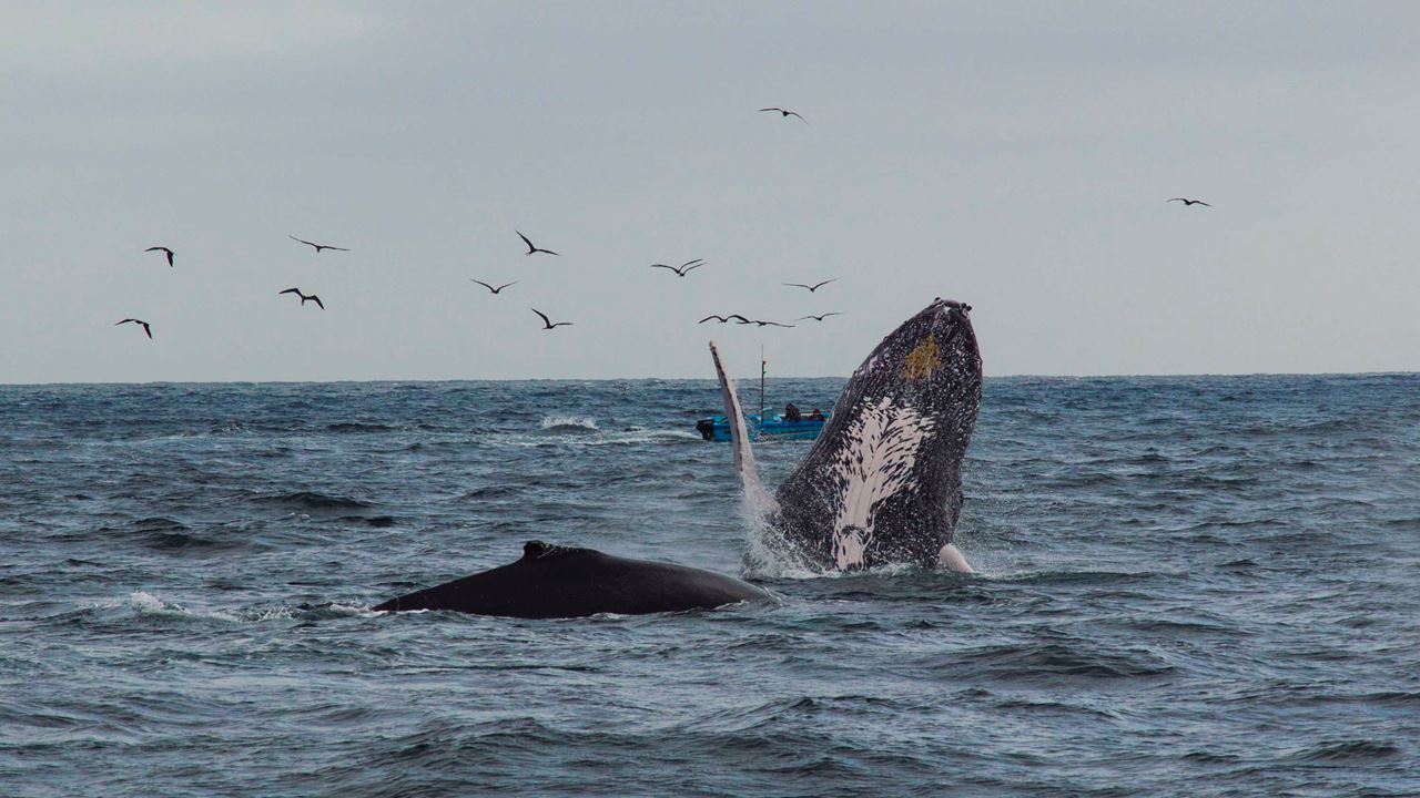Silver Island Tour, Snorkeling And Whale Watching - Machalilla National Park foto 6