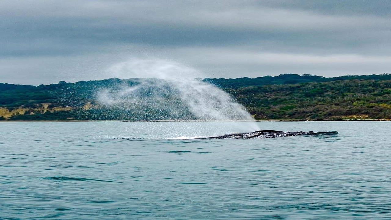 Silver Island Tour, Snorkeling And Whale Watching - Machalilla National Park foto 7