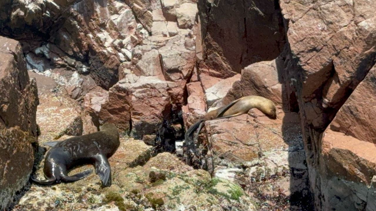 Tour Islas Ballestas Desde Puerto San Martin foto 3