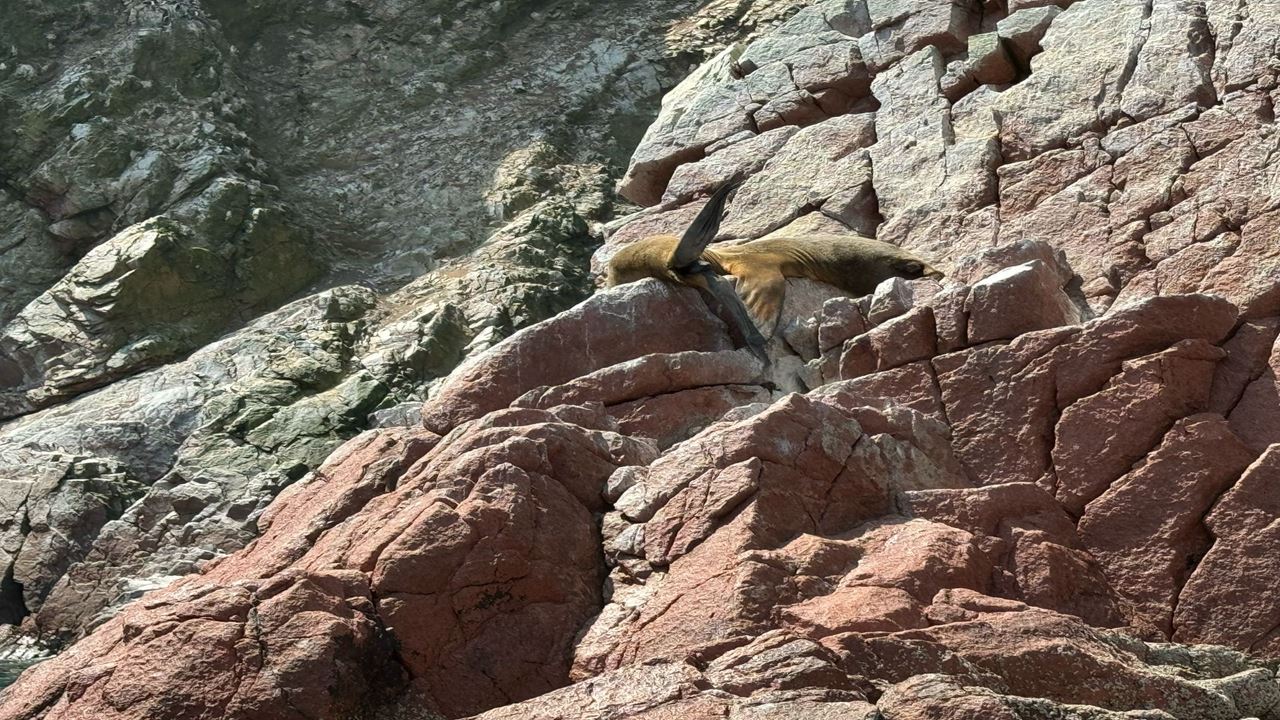 Tour Islas Ballestas Desde Puerto San Martin foto 13