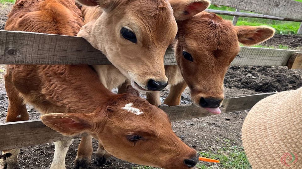 Tour Por El Norte De Antioquia: San Pedro, Entrerríos Y Santa Rosa foto 5