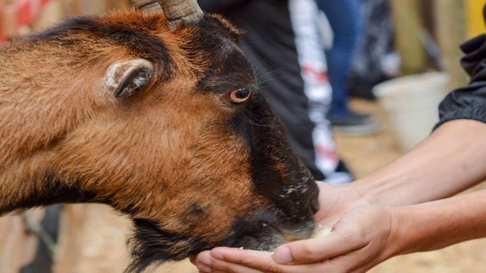 Tour Por El Norte De Antioquia: San Pedro, Entrerríos Y Santa Rosa foto 4