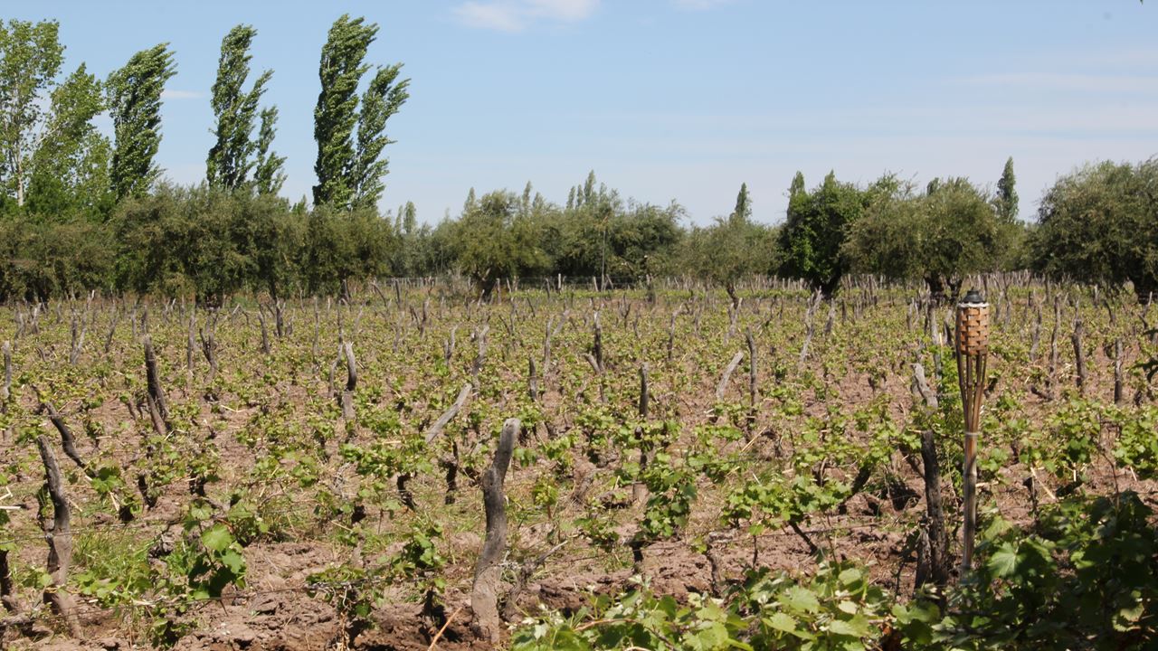 Premium Wine Tour (1)