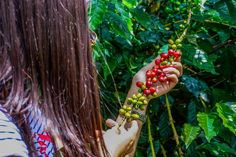 Tour De Café Tradicional foto 4