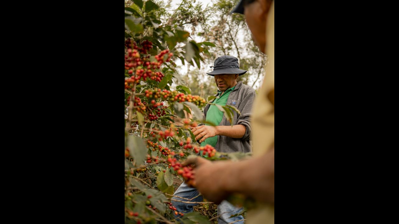 Tour De Café Tradicional foto 3