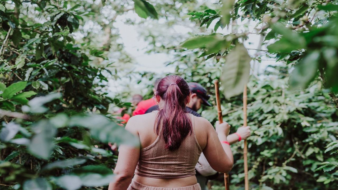 Tour De Café Tradicional foto 2