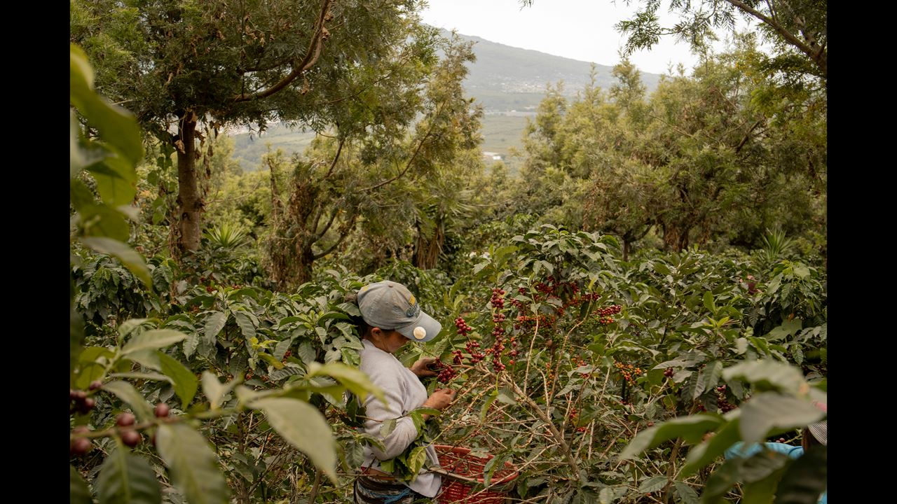 Tour De Café Tradicional foto 7