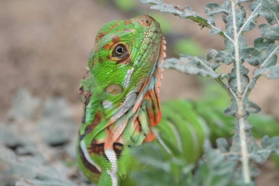 Tour Visita Playa De Los Frailes Y Comunidad Agua Blanca foto 3