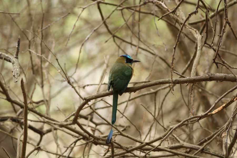Tour Visita Playa De Los Frailes Y Comunidad Agua Blanca foto 4
