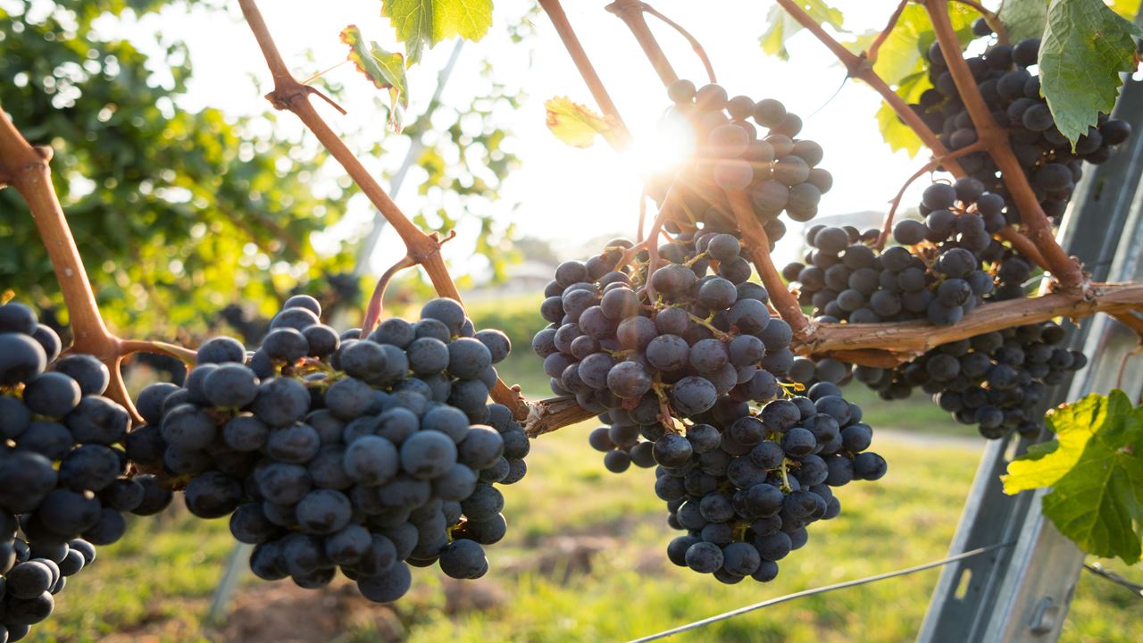 Undurraga Vineyard Tour And Tasting From Santiago (4)