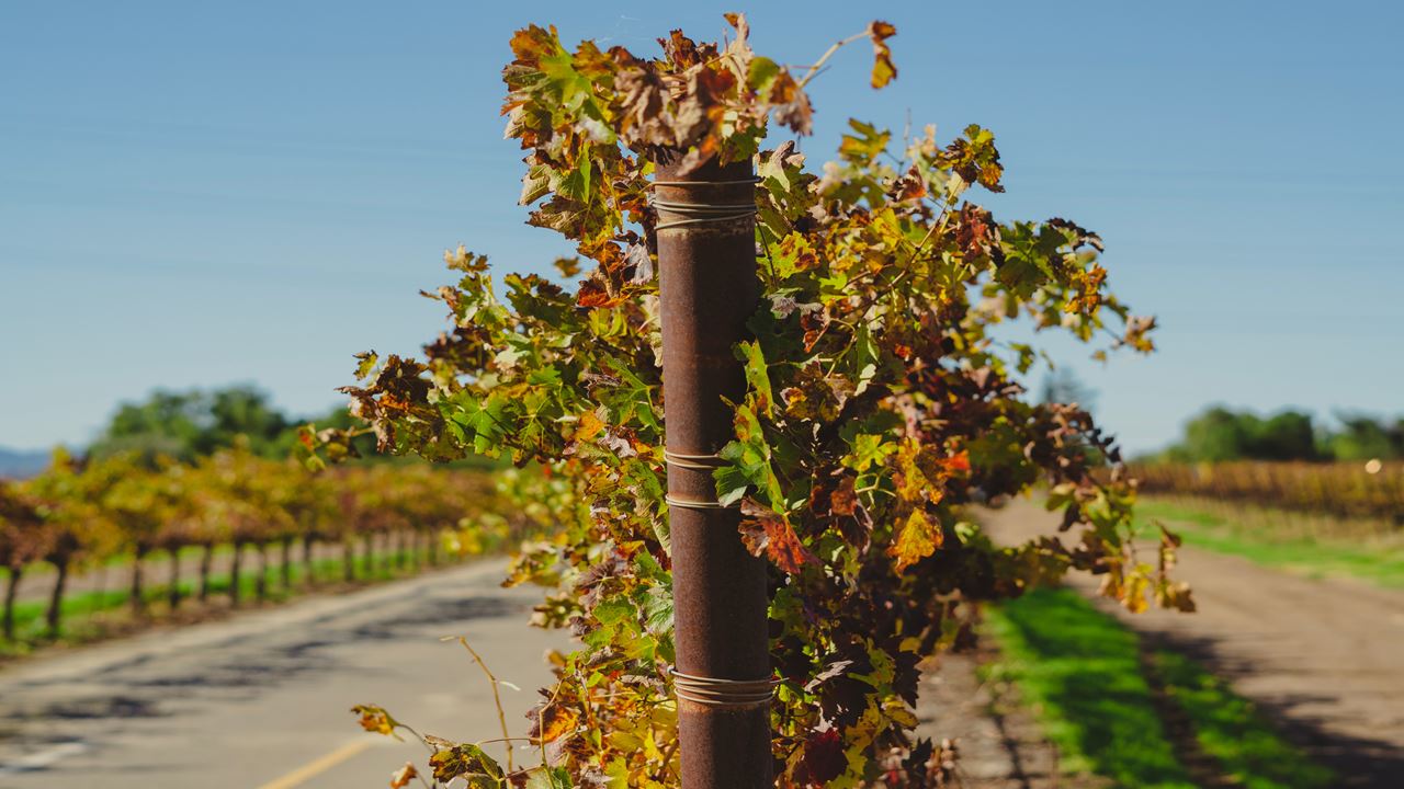 Undurraga Vineyard Tour And Tasting From Santiago (2)