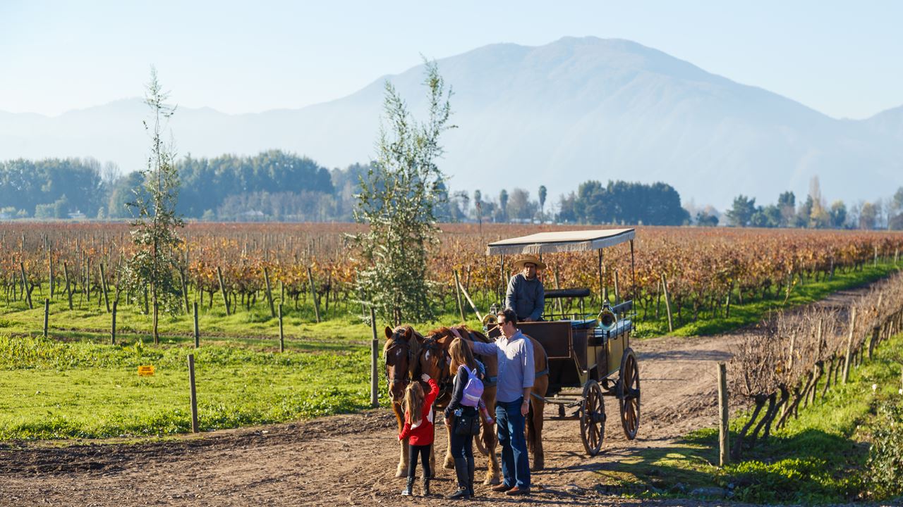 Tour E Degustação De Vinhos - Vinícolas Boutique Do Vale Do Maipo (6)