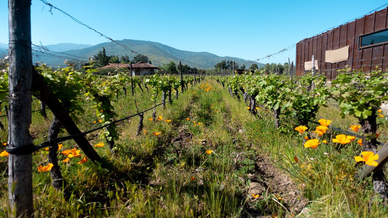Tour E Degustação De Vinhos - Vinícolas Boutique Do Vale Do Maipo (5)