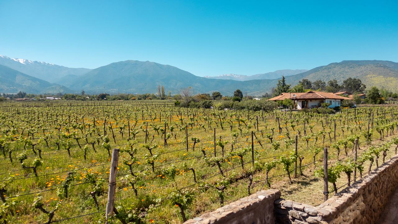 Tour E Degustação De Vinhos - Vinícolas Boutique Do Vale Do Maipo (8)