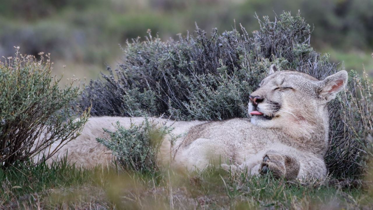 Seguindo O Rastro Do Puma foto 6