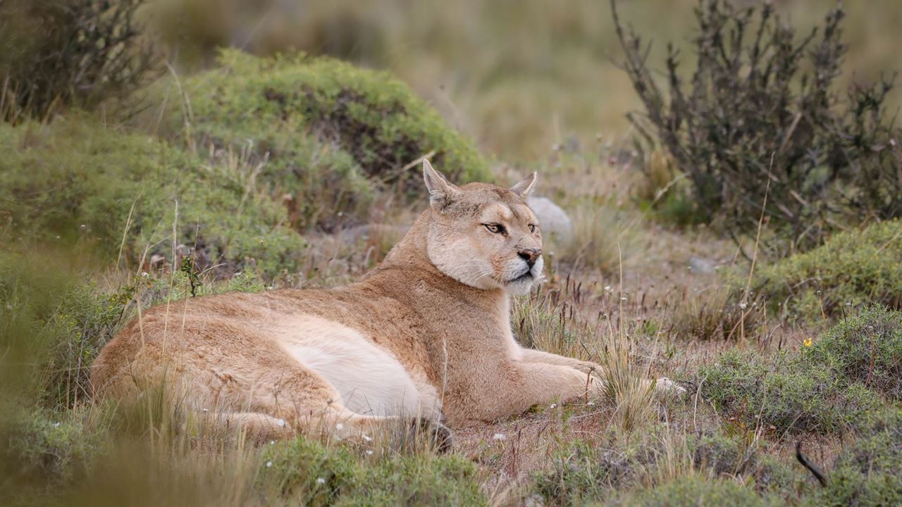 Seguindo O Rastro Do Puma foto 2