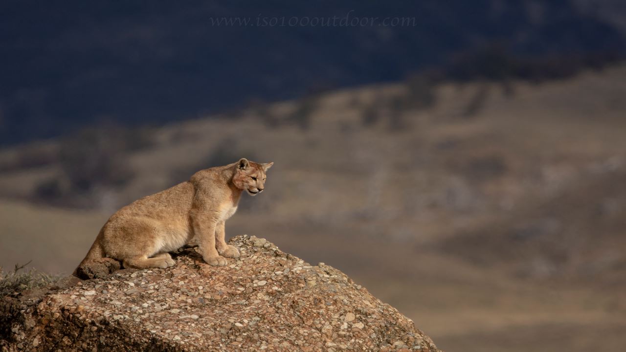 Seguindo O Rastro Do Puma foto 14