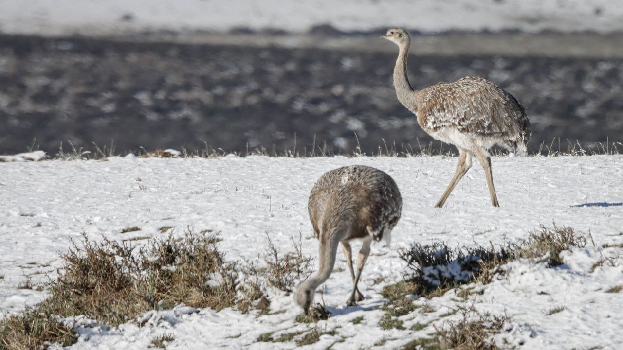 Seguindo O Rastro Do Puma foto 1