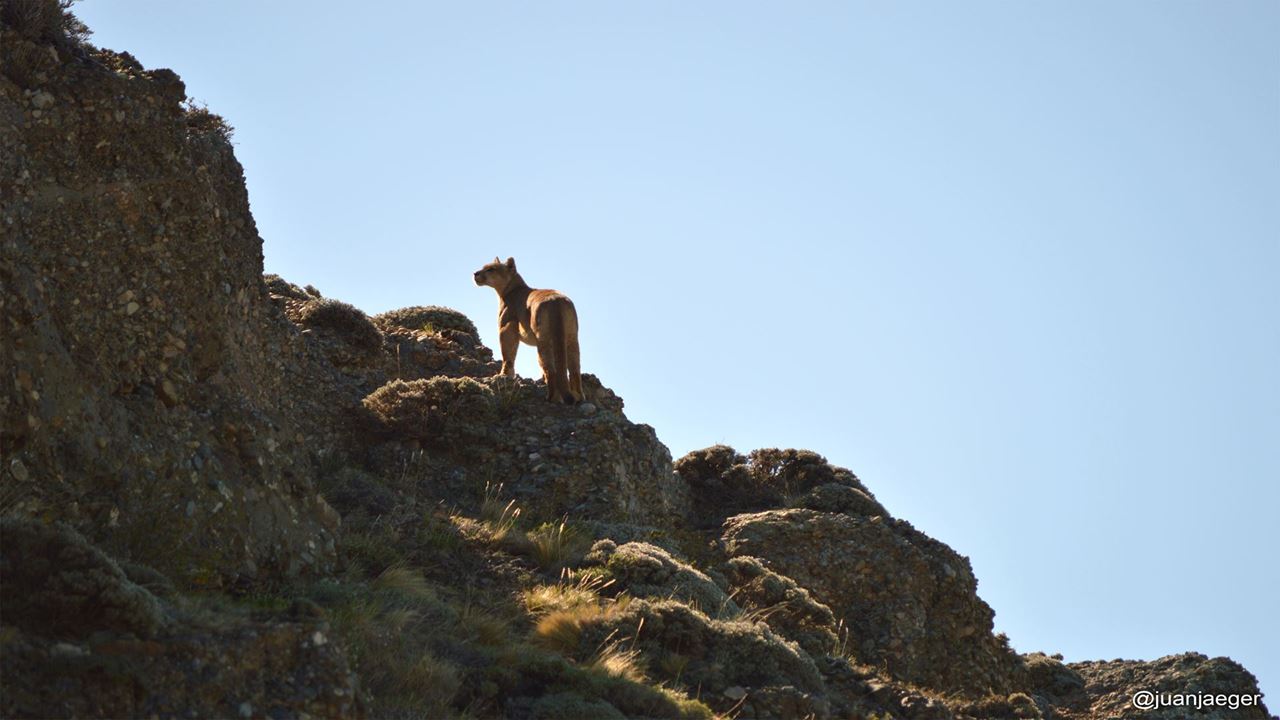Seguindo O Rastro Do Puma foto 10