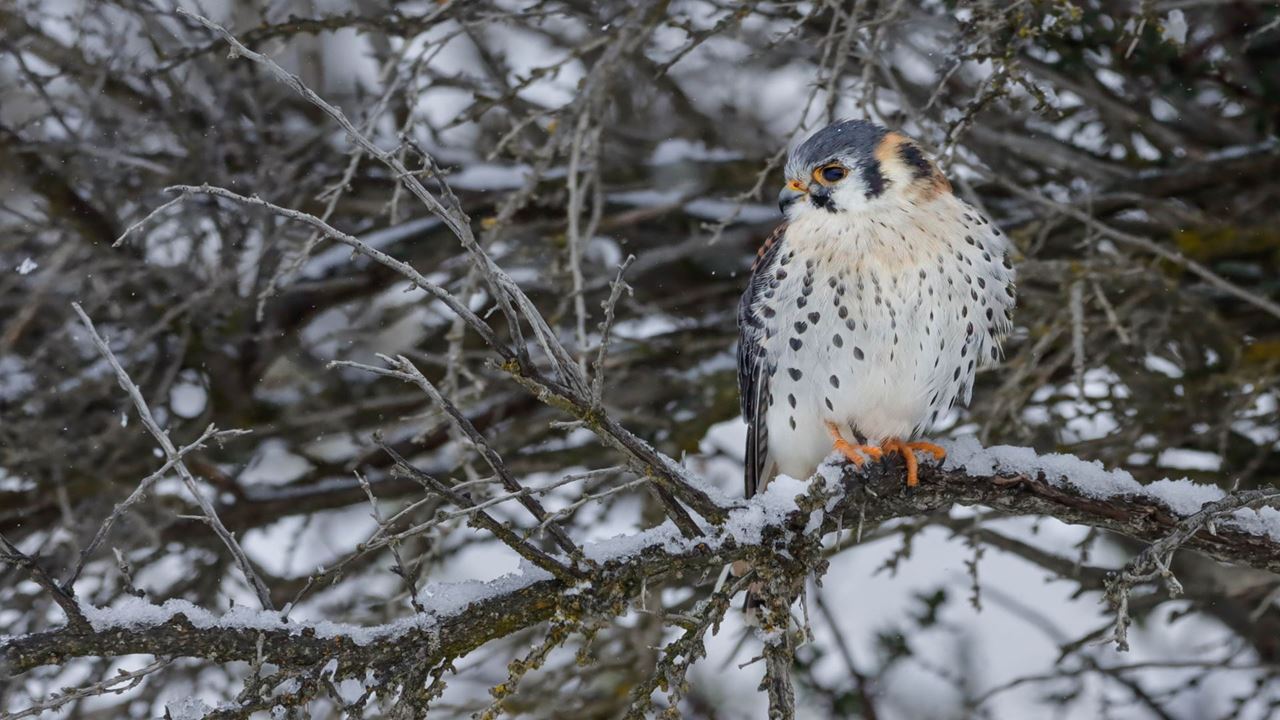 Seguindo O Rastro Do Puma foto 8