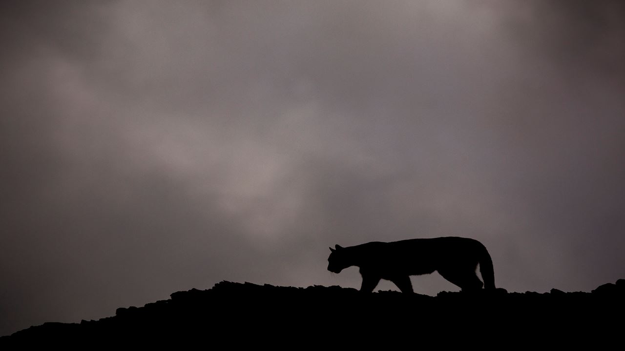 Seguindo O Rastro Do Puma foto 16