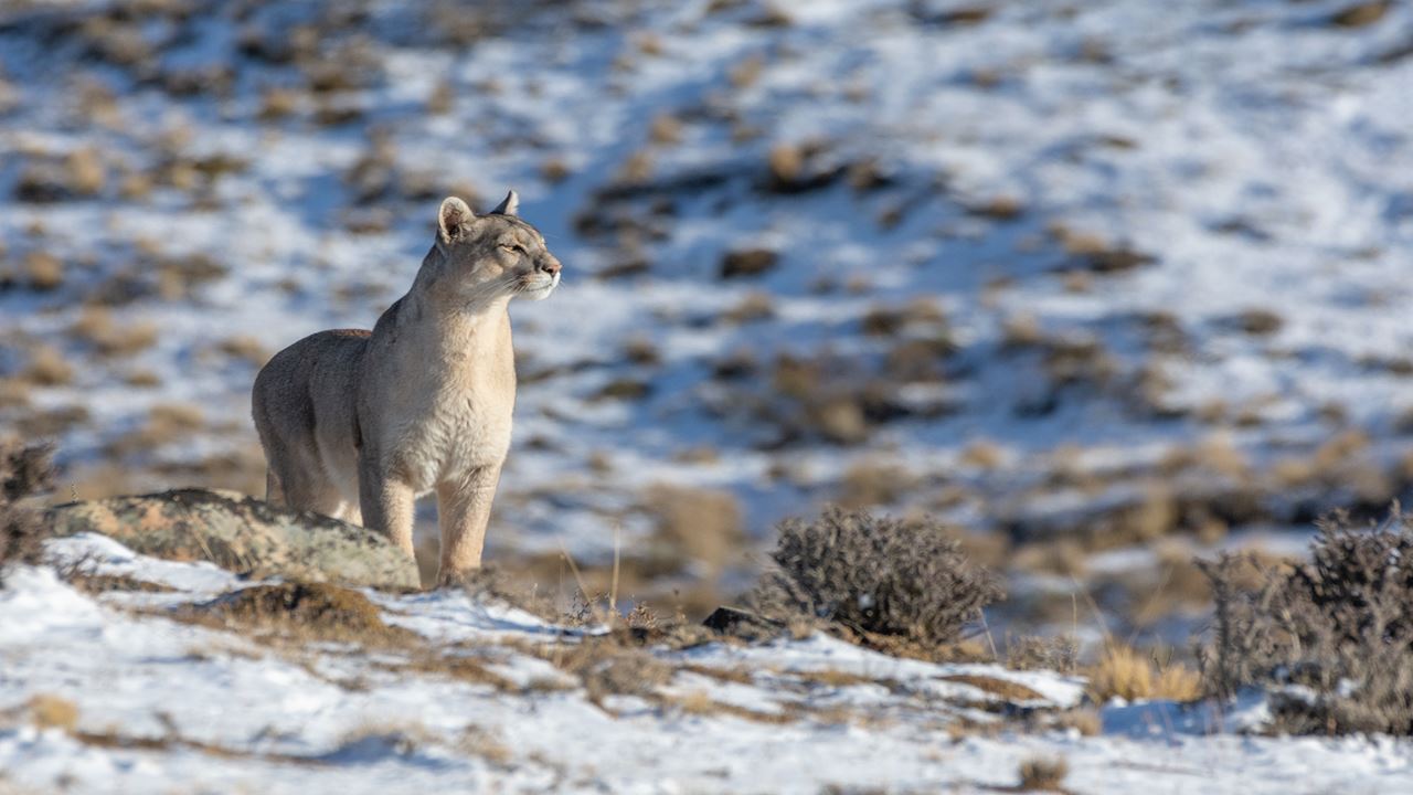 Seguindo O Rastro Do Puma foto 13