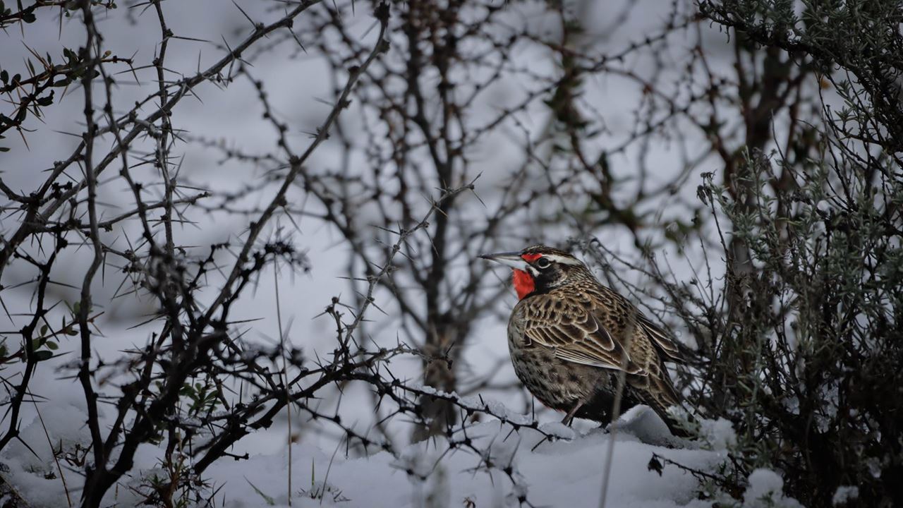 Seguindo O Rastro Do Puma foto 4