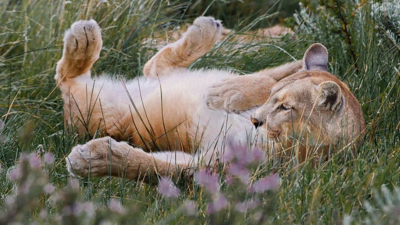 Seguindo O Rastro Do Puma foto 9