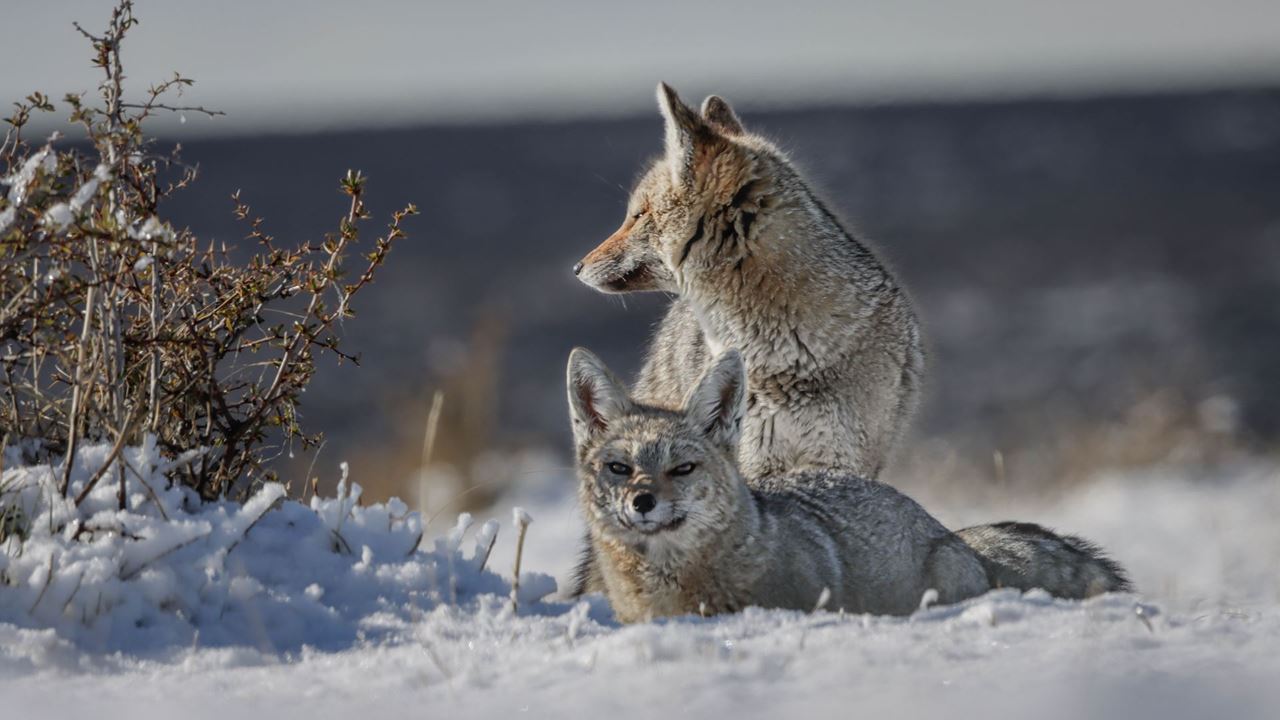 Seguindo O Rastro Do Puma foto 3