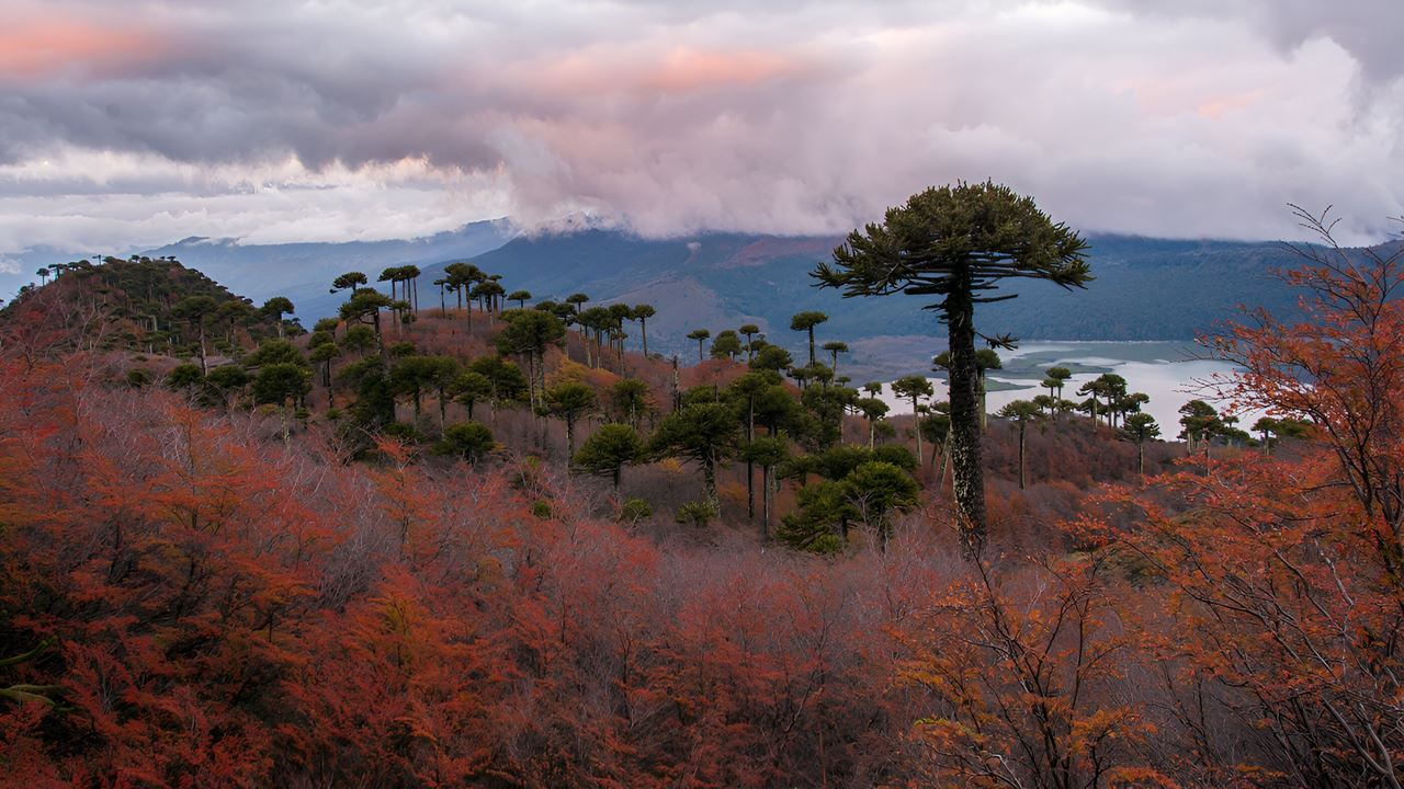 Viagem De Dia Inteiro De Pucon A San Martin De Los Andes foto 4