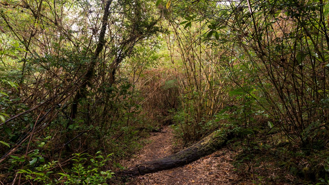 Trek Florestas Ancestrais Do Parque Nacional Costeiro De Alerce
 foto 1
