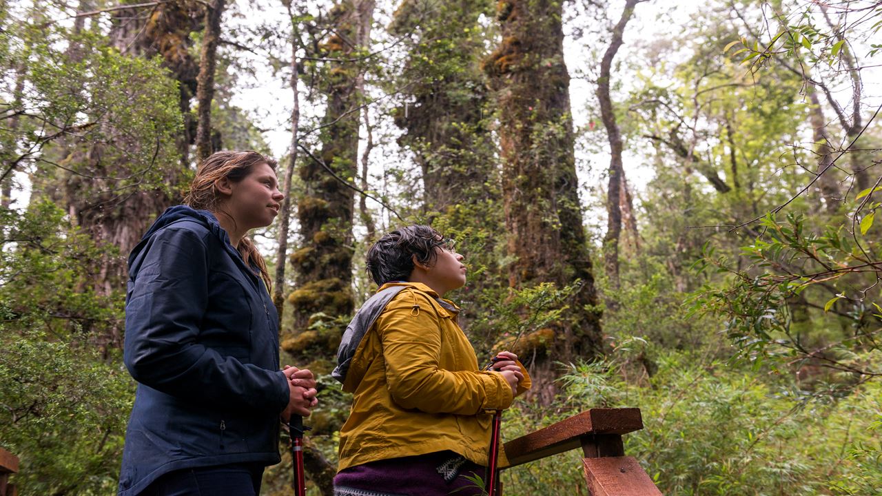 Trek Florestas Ancestrais Do Parque Nacional Costeiro De Alerce
 foto 2