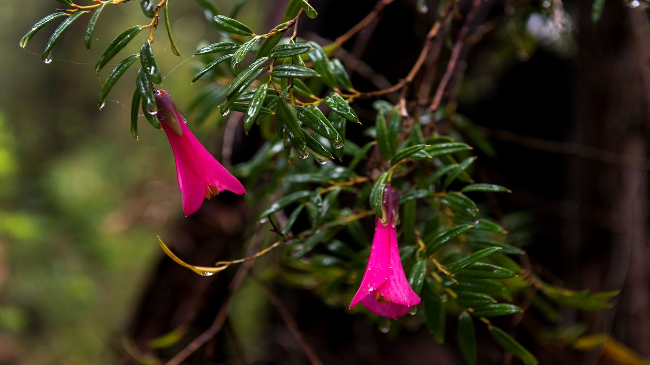 Trek Florestas Ancestrais Do Parque Nacional Costeiro De Alerce
 foto 7