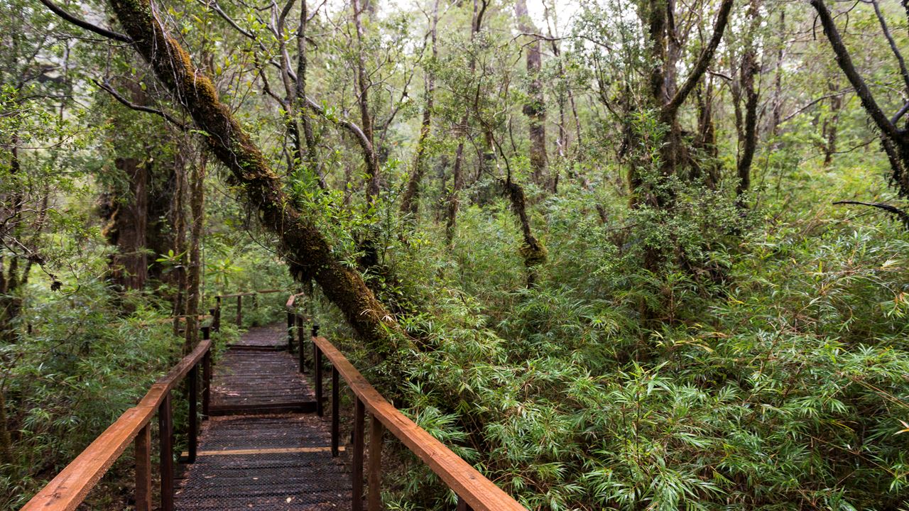 Trek Florestas Ancestrais Do Parque Nacional Costeiro De Alerce
 foto 5