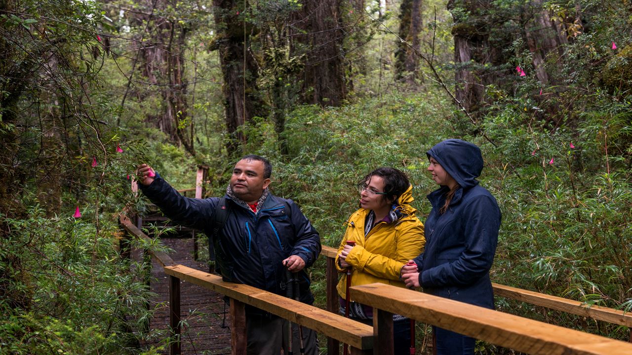 Trek Florestas Ancestrais Do Parque Nacional Costeiro De Alerce
 foto 6
