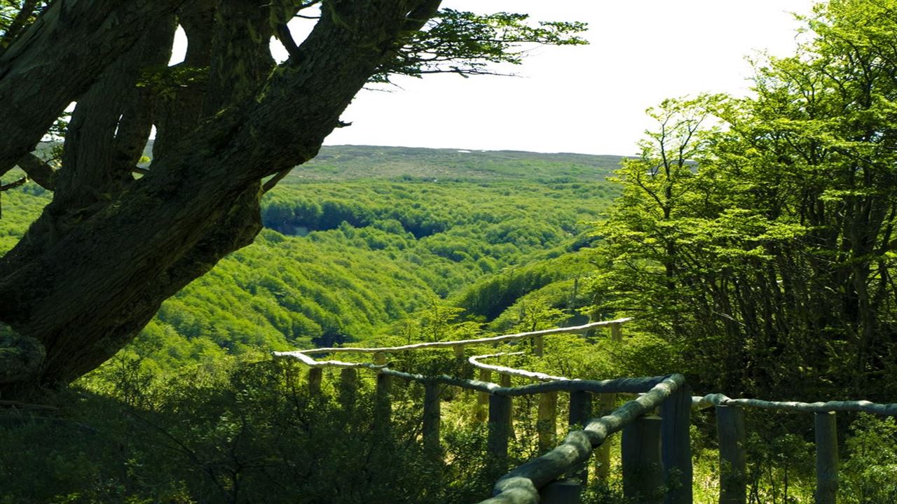 Trekking À Reserva Nacional Magallanes Em Punta Arenas foto 3