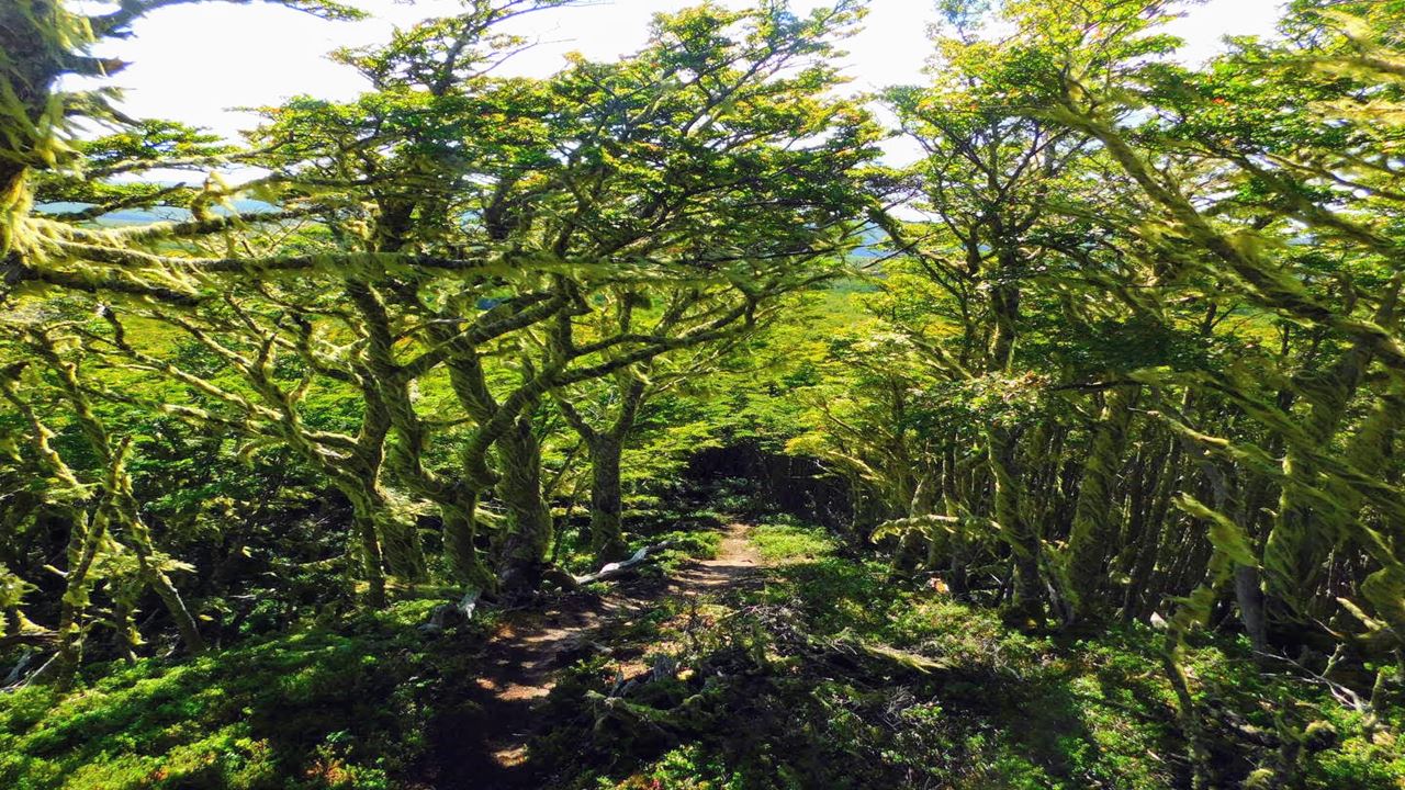 Trekking À Reserva Nacional Magallanes Em Punta Arenas foto 2